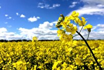 New High-Yielding Rapeseed Variety Produced in Iran