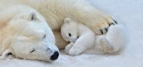 Polar Bears Unlikely to Adapt to Longer Summers