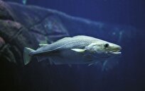 Climate Change Changing Fish Behavior