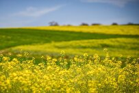Iran Reports Eye-Catching Hike in Production of Rapeseed