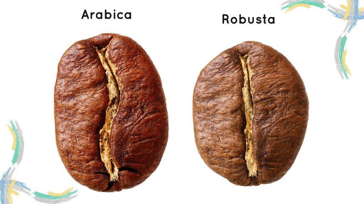 تفاوت‌های قهوه عربیکا و روبوستا چیست؟