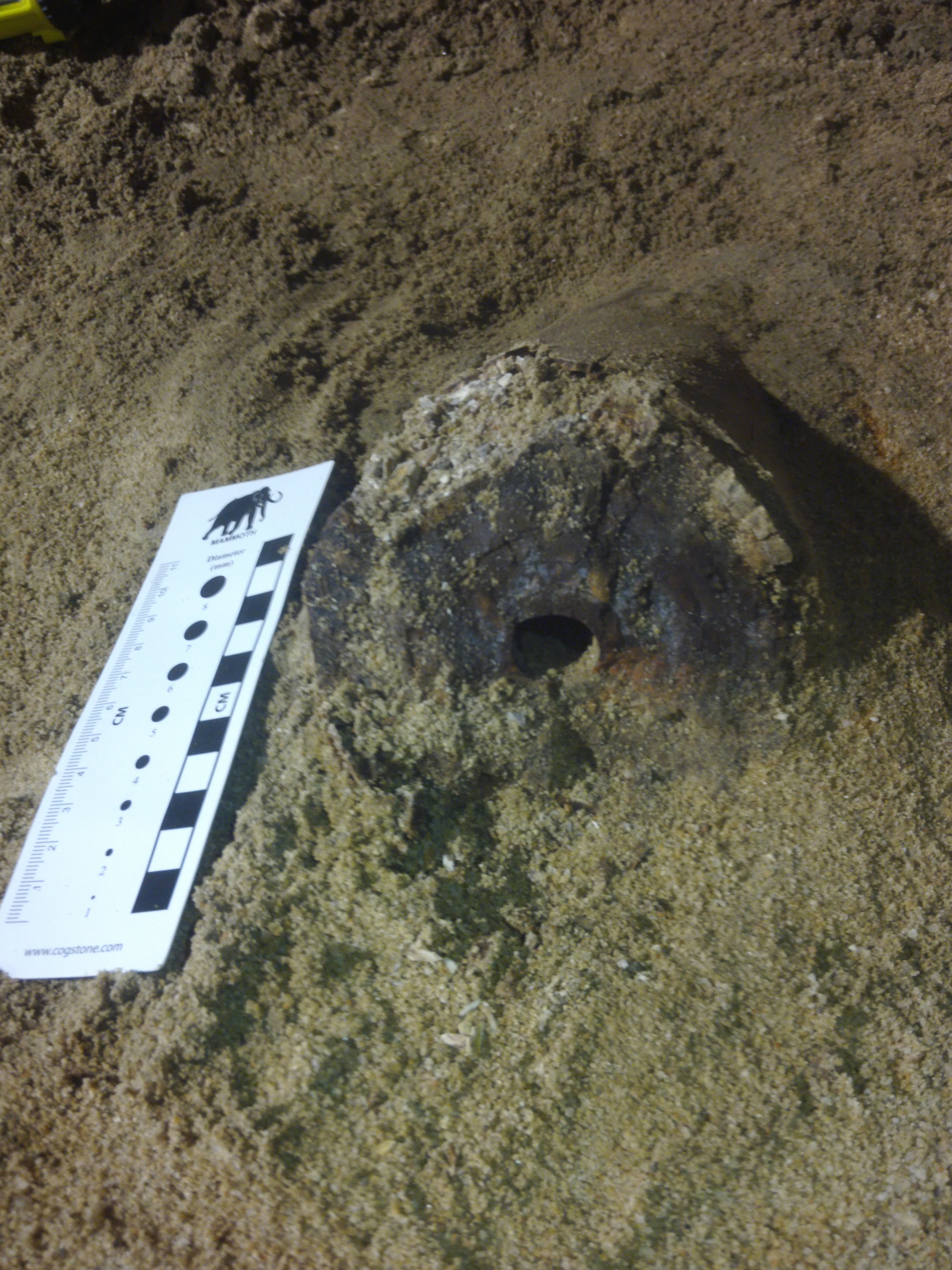 کشف فسیل «ماستودون» زیر خطوط مترو + تصاویر